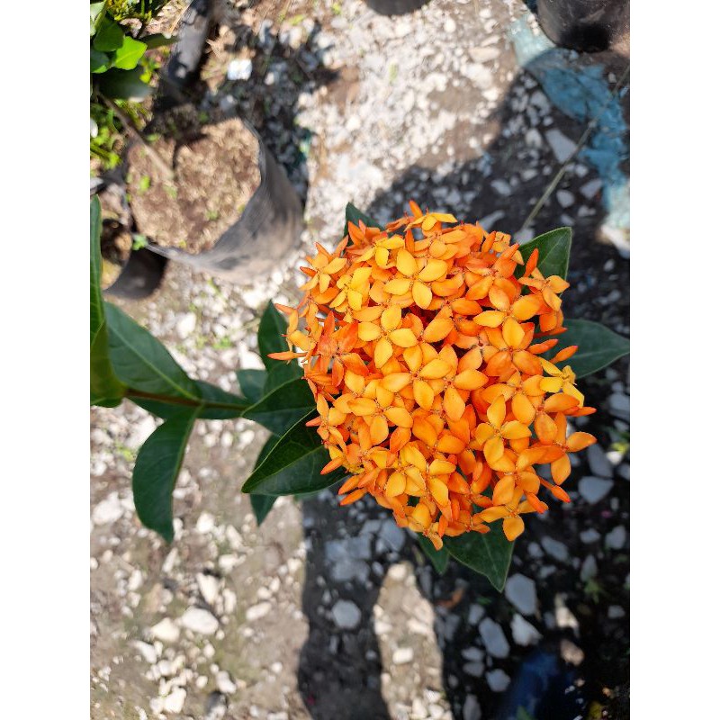 Mẫu Đơn Mỹ Cam - Cây Bông Trang Cam