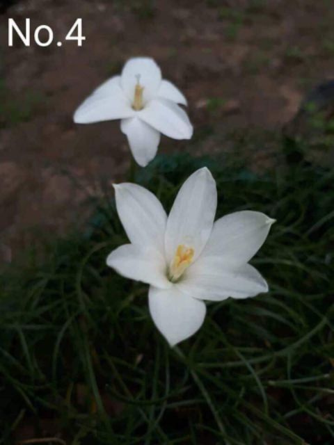 1 củ huệ mưa ngoại củ mẹ
