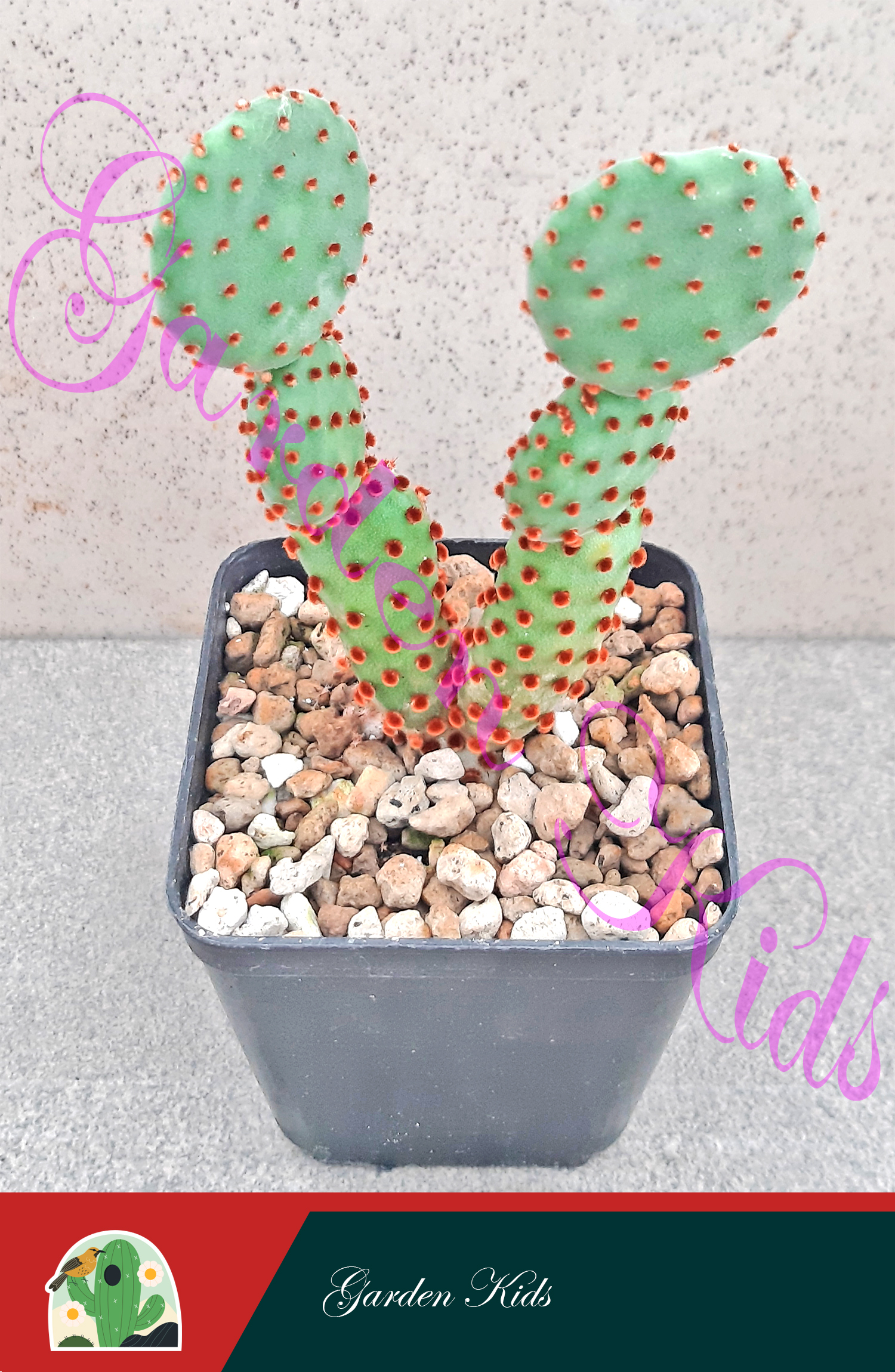 Xương rồng tai thỏ (Opuntia Aciculata)