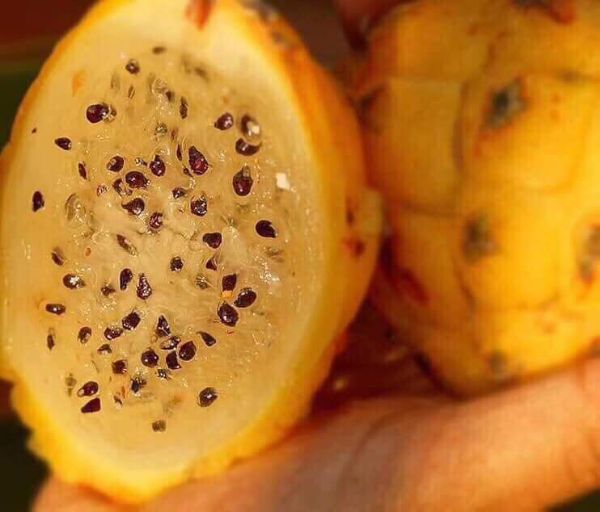 Cây giống thanh long ruột vàng