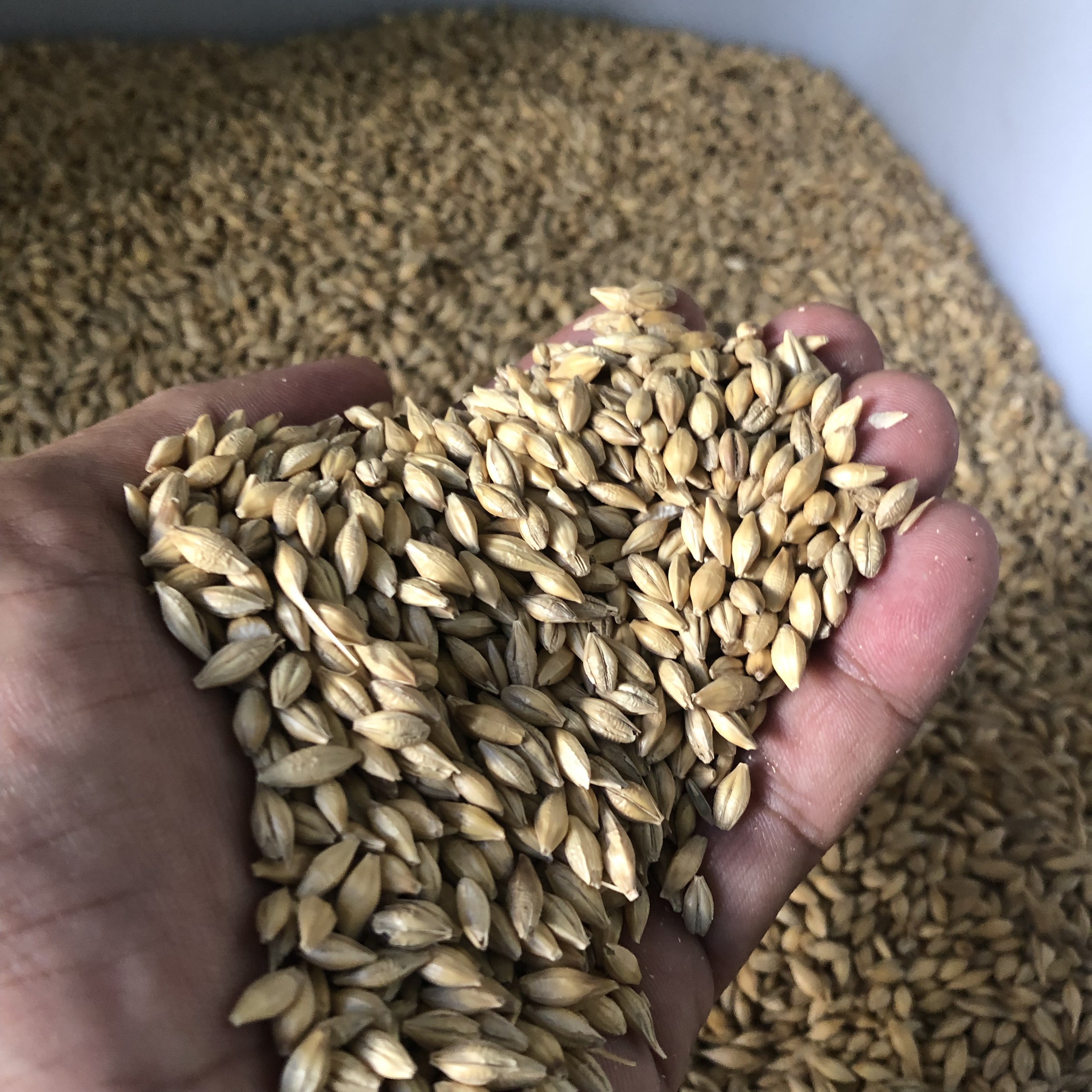 1kg hạt lúa mạch (đại mạch) cho gà, vẹt, hamster ăn