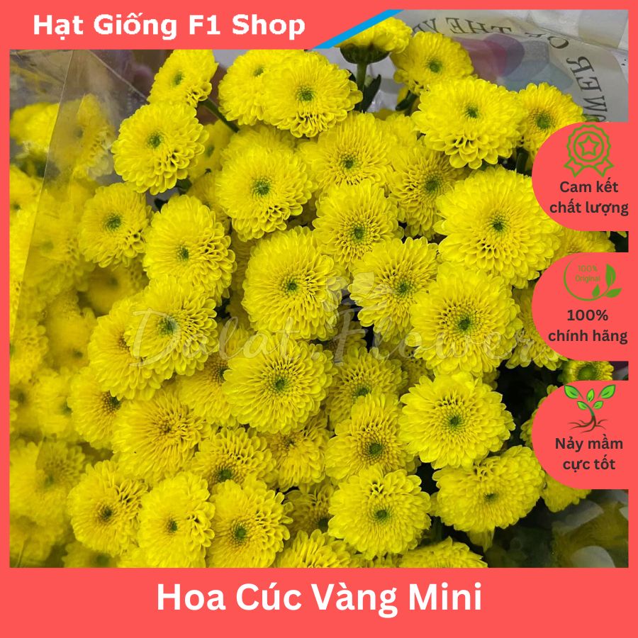 Hạt Giống Cúc Vàng Mini Trồng Chậu (100H) (201.F1)