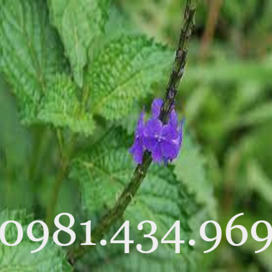 HẠT MÓC M.ÈO 100GRAM
