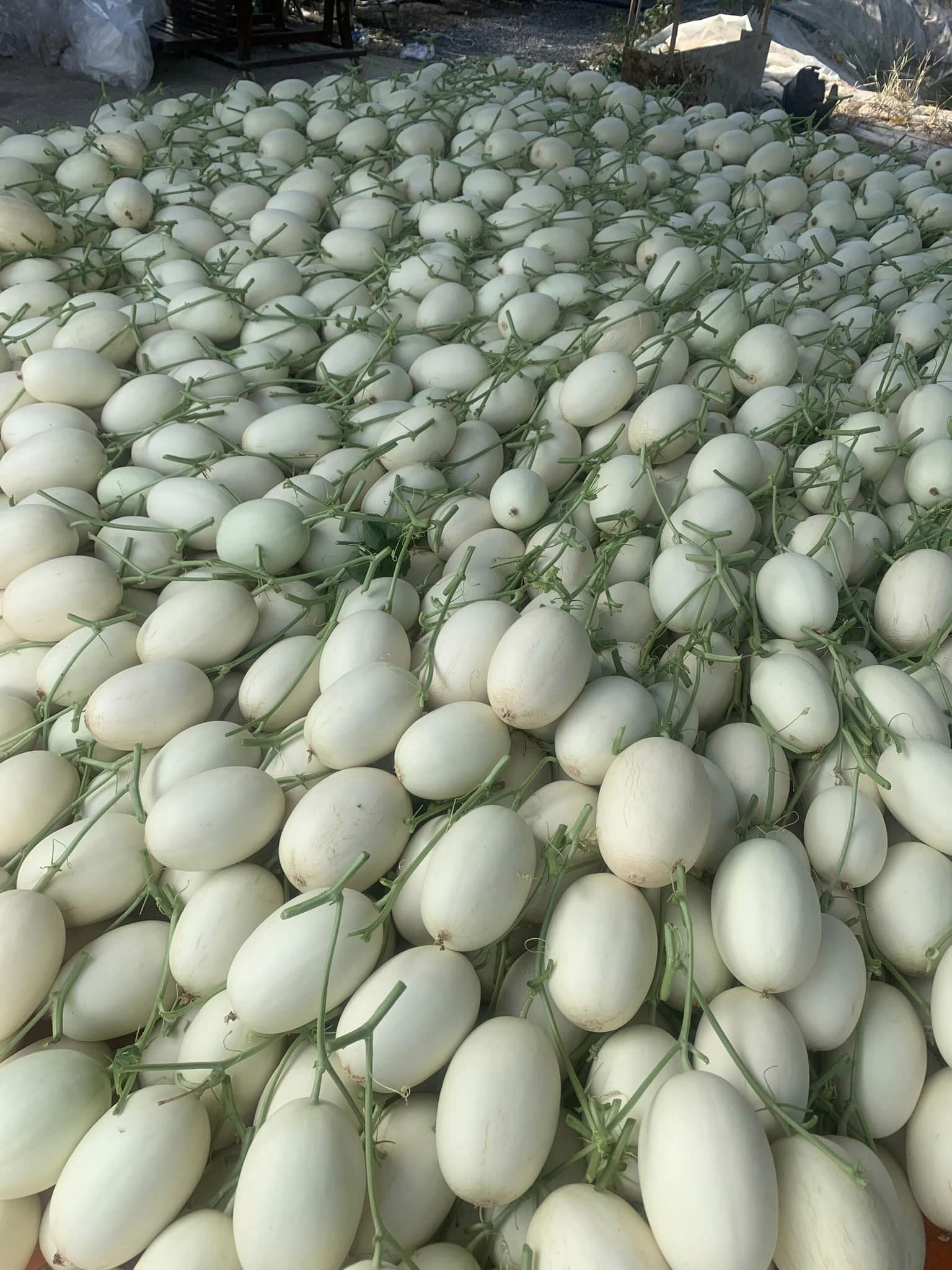 Hạt giống dưa lê Bạch Ngọc Ngọt Thanh, Ruột Trắng_KIEUFARM_1 Gói/500 hạt