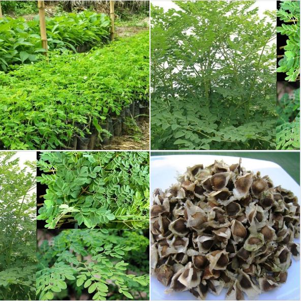 Hạt giống cây chùm ngây F1 - 20 hạt/gói