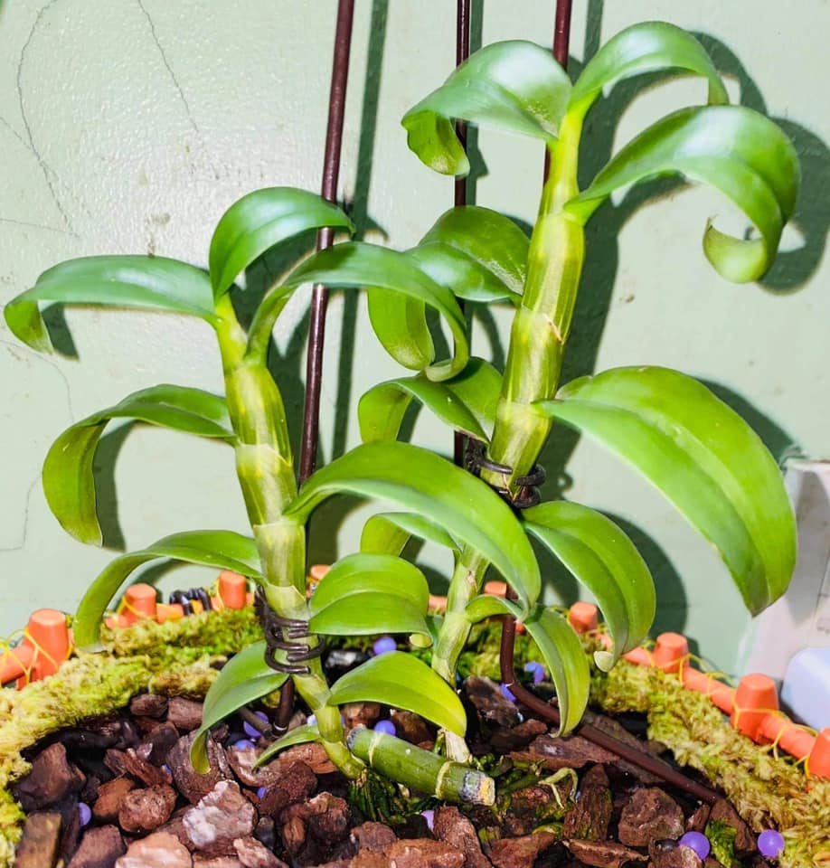 Hoa phong lan phi điệp 5ct cánh trắng phú thọ gieo hạt