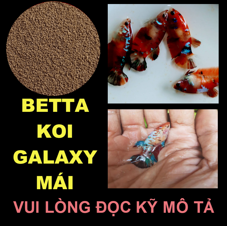 BETTA KOI NEMO mái