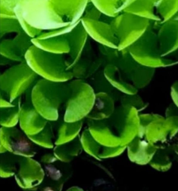 Hạt mầm cây thủy sinh