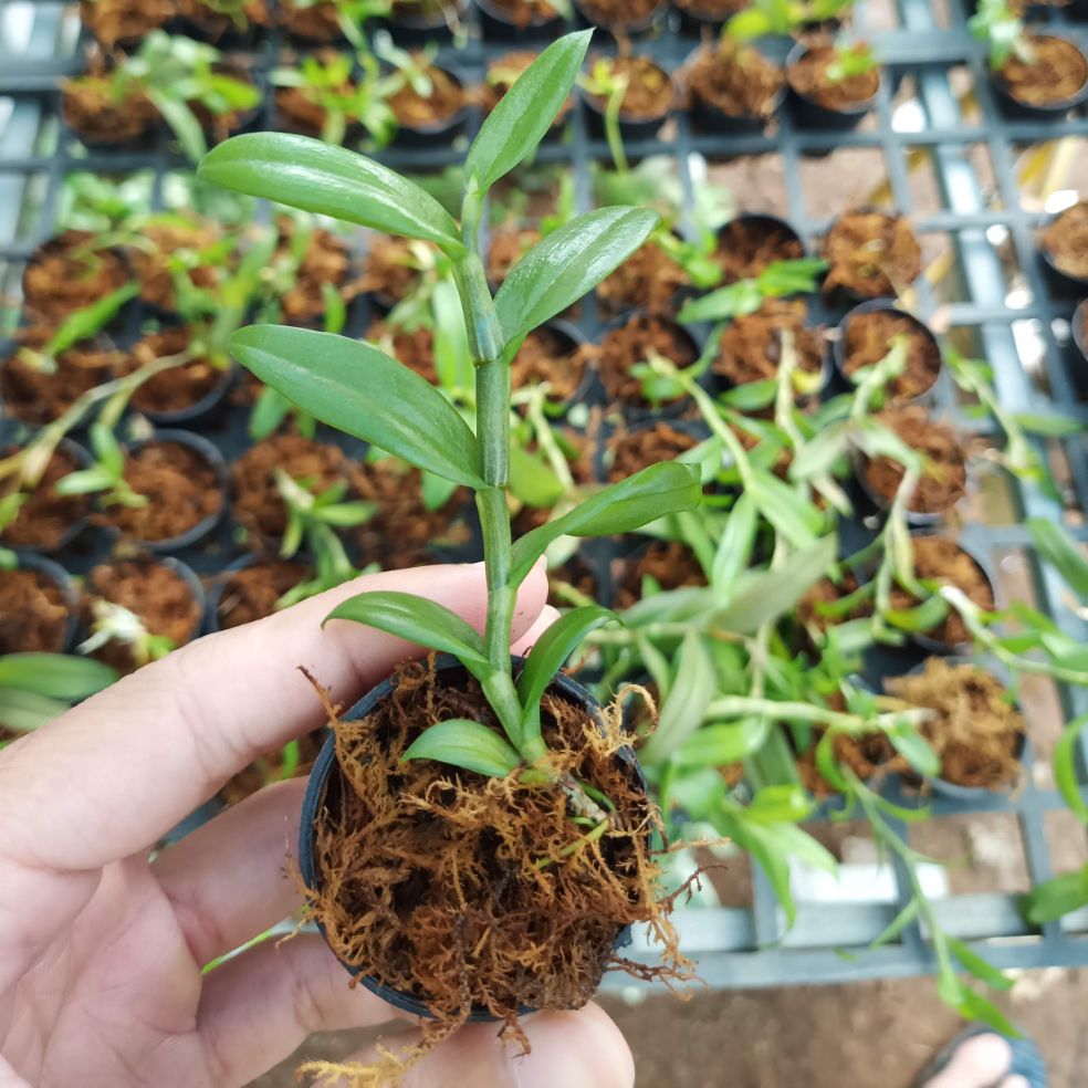 Cây giống lan Giả Hạc Phi Điệp gieo hạt (nhiều loại)