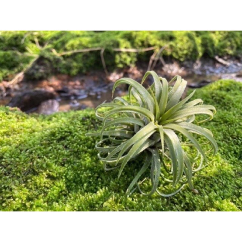 Cây Không Khí Ion Curly Leaf