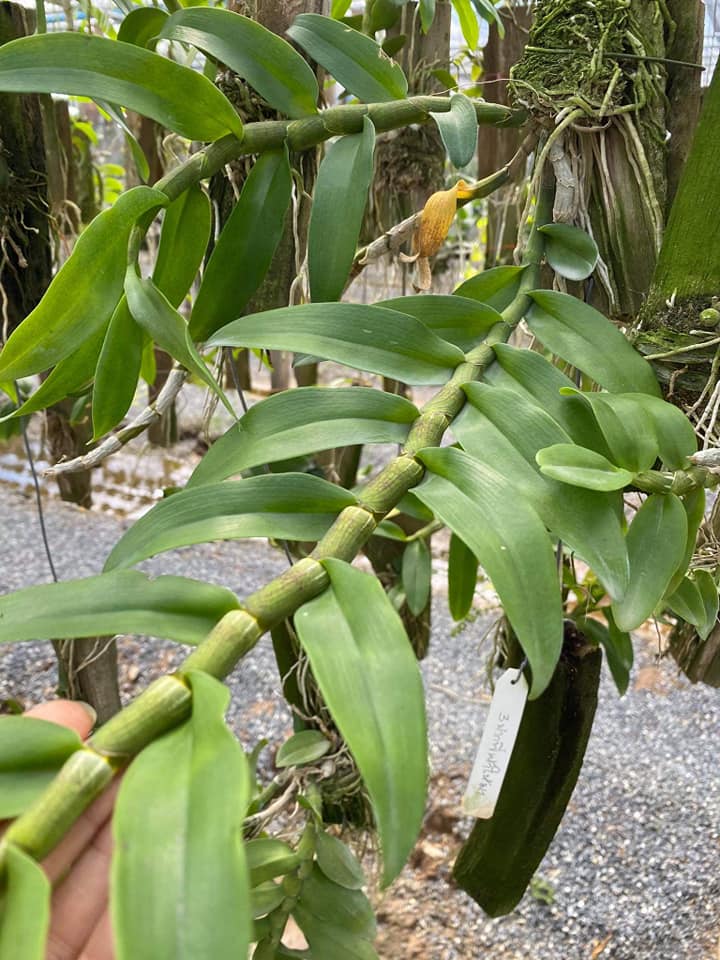 Hoa phong lan trầm tím -hàng thái( bảng gỗ 3-4 thân 1 bảng)