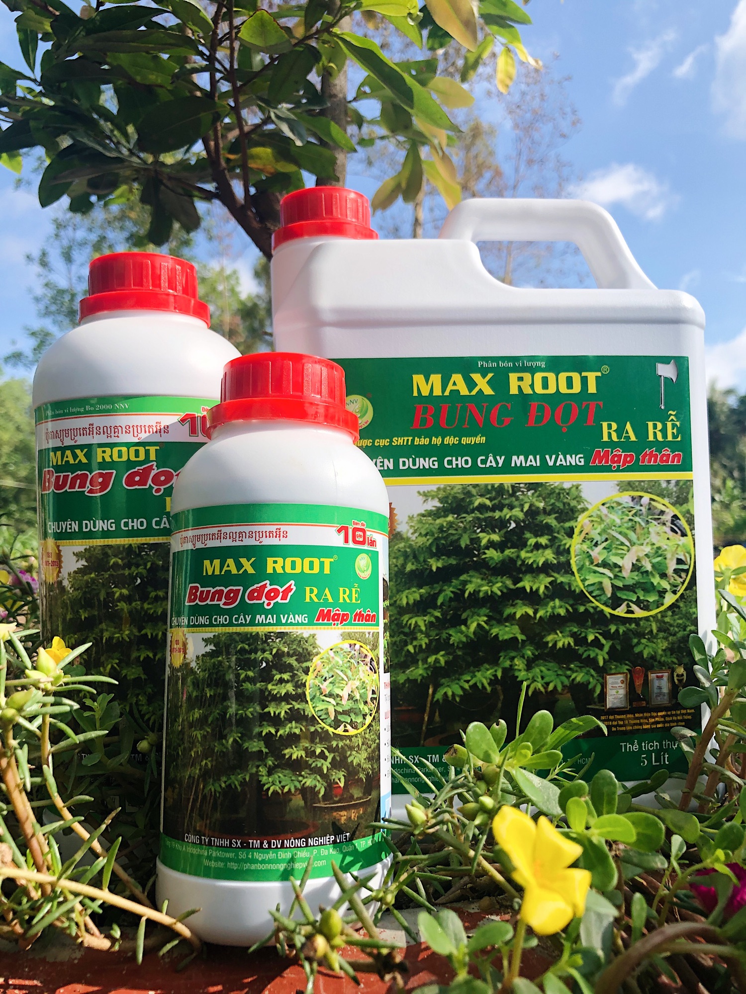 BUNG ĐỌT KÍCH RỄ MAI VÀNG