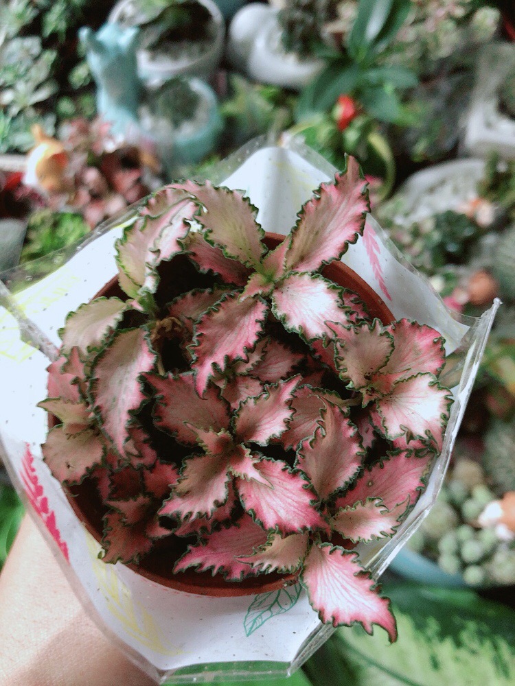 Lá Cẩm Nhung Hồng Xoăn (lá may mắn)