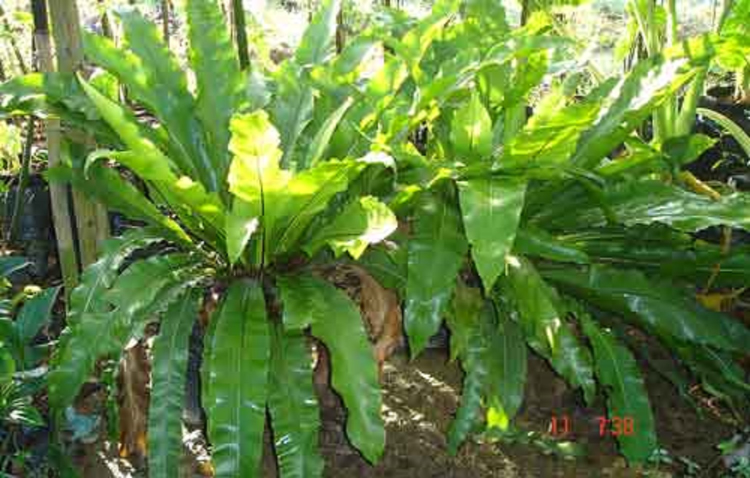 CÂY TỔ QUẠ (TỔ PHỤNG) - CÂY PHONG THỦY