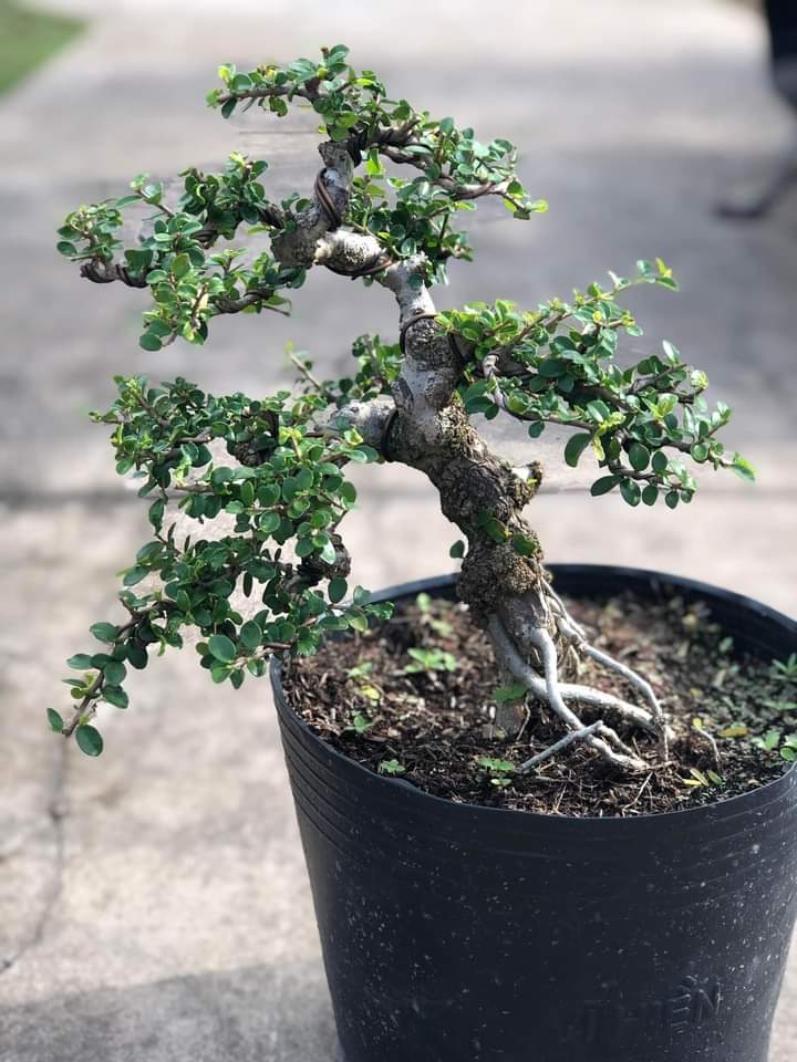 Cây sam núi trái bonsai mini để bàn