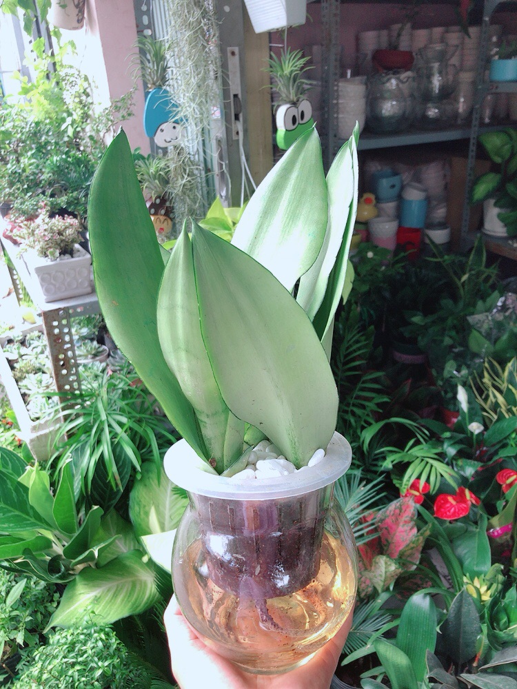 [HCM]Chậu Lưỡi Hổ Bạc Thuỷ Canh