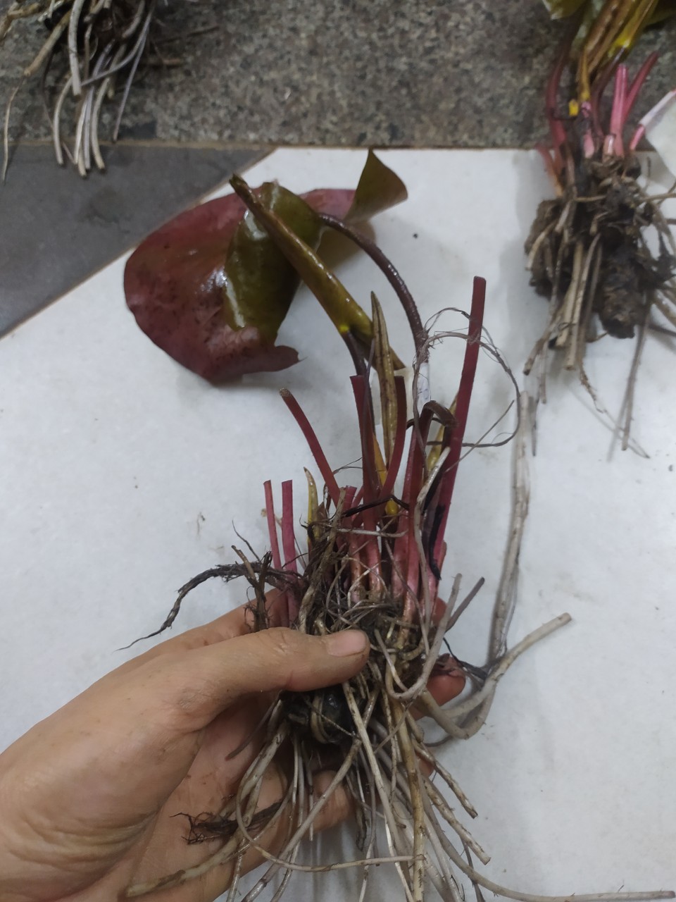 ( Chỉ gưi miền bắc-trung ) Set 5 củ hoa súng kép 5 màu.