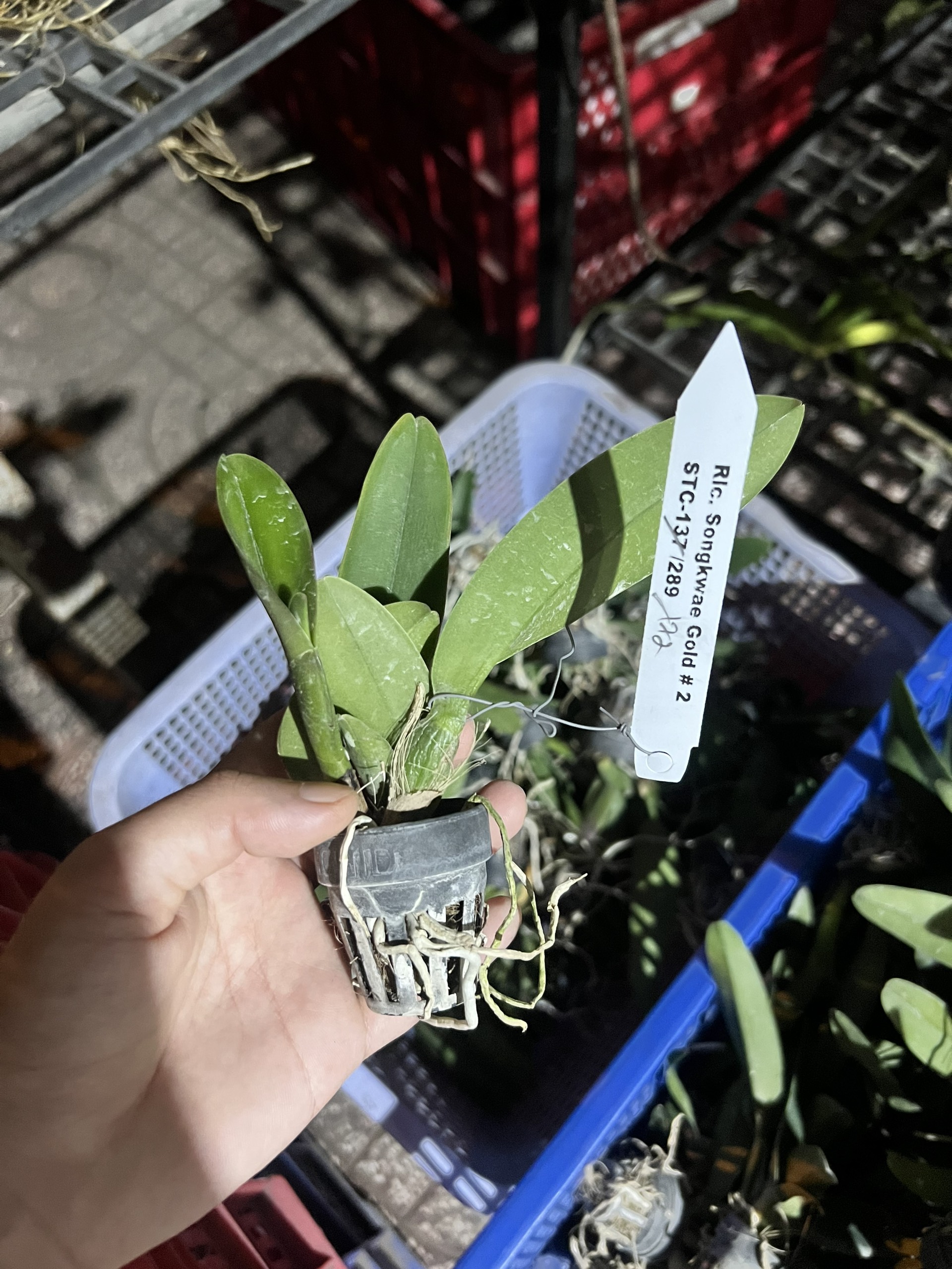 Lan Cattleya Cây Giống Nhiều Màu