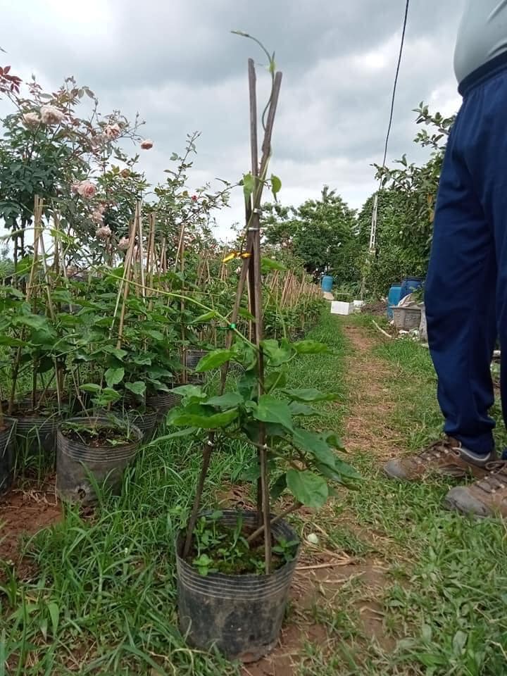 cây giống hoa thiên lý _feership từ 50k