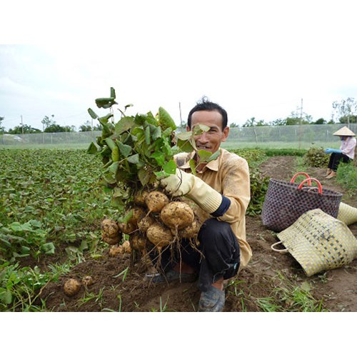 HẠT GIỐNG CỦ ĐẬU THÁI LAN - 5G