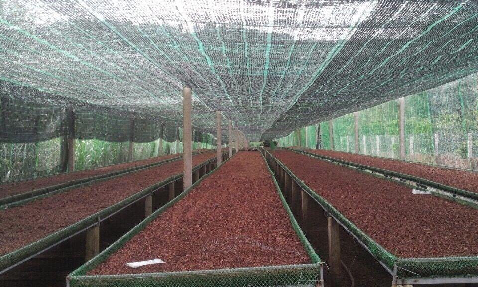 Vỏ thông đỏ mài loại 1 - 1kg