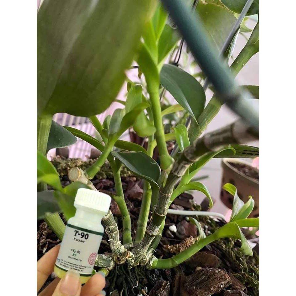 Kích mầm T90, kích cho cây mai vàng, phong lan, hoa hồng, cây bonsai cam kết hiệu quả 100%