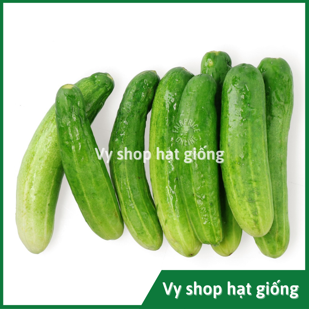 Hạt giống dưa chuột (dưa leo) baby Thái Lan gói 20 hạt