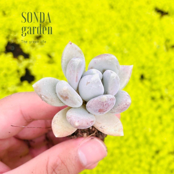 SEN ĐÁ SỎI XÁM SIZE MINI SIÊU KHỎE ĐẸP LỖI 1 ĐỔI 1