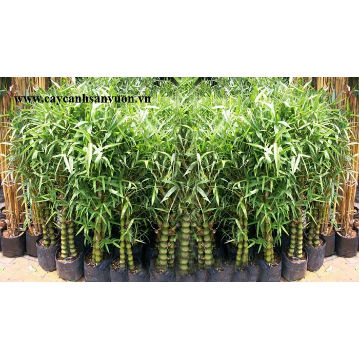 CHẬU TRÚC ĐÙI GÀ, TRÚC PHẬT BÀ SIZE 70CM ẢNH THẬT ( CHẬU 5-6 CÂY)