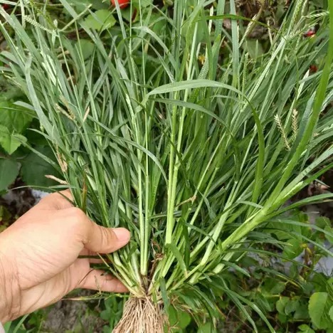 Cỏ mần trầu tấn phát loại 1kg - Hàng sạch chuyên dùng để lợi tiểu, mát gan và làm mượt tóc