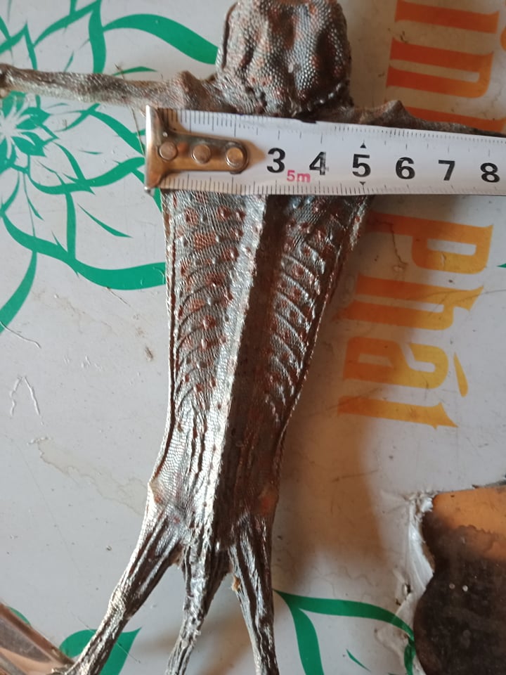 4 con tắc kè khô. Khô tắc kè 2 cặp