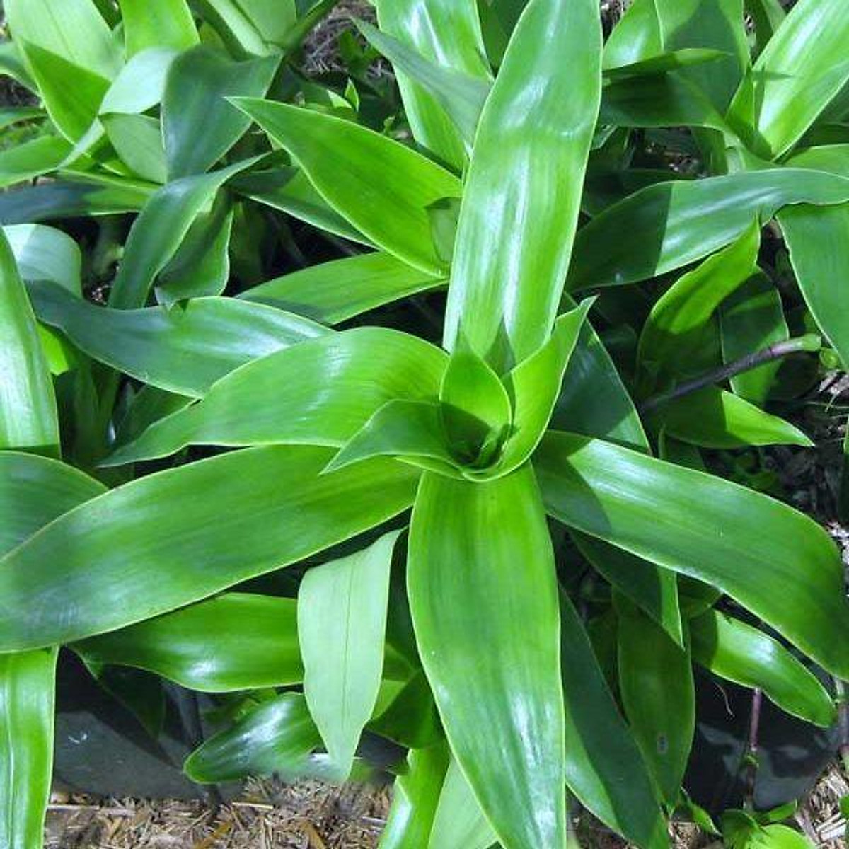 Cây Lược Vàng Trồng Bầu Đất Cây Giống Khỏe