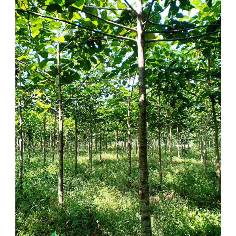 Cây giống gáo vàng (Cây thiên ngân)