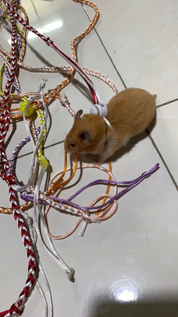 Dây dắt hamster có chuông