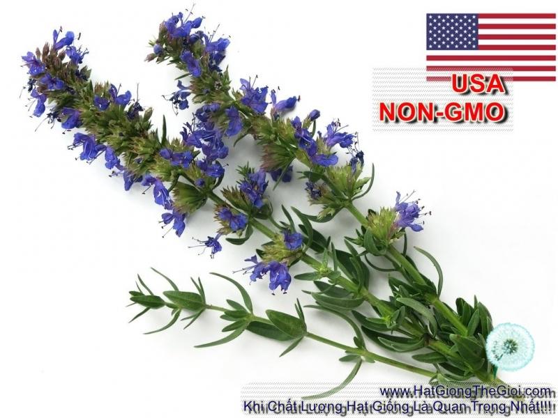 1GR 650.HAT Hạt Giống Bài Hương Hyssop (| C26*W43*M207)