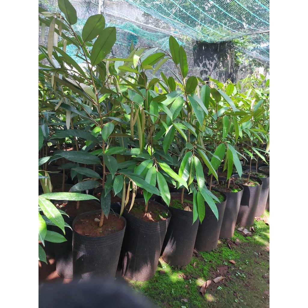 Cây giống sầu riêng lùn thái lan