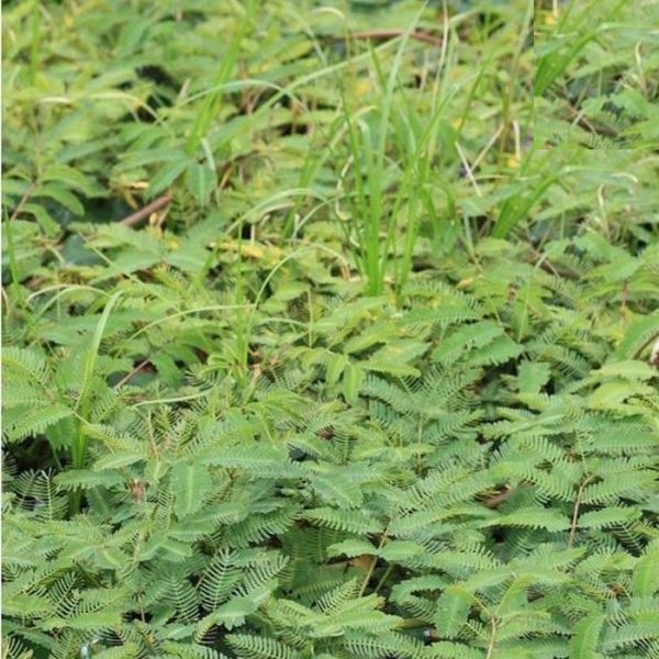 Hạt giống rau nhút ( rau nhút ) gói 50 hạt - VTNN2