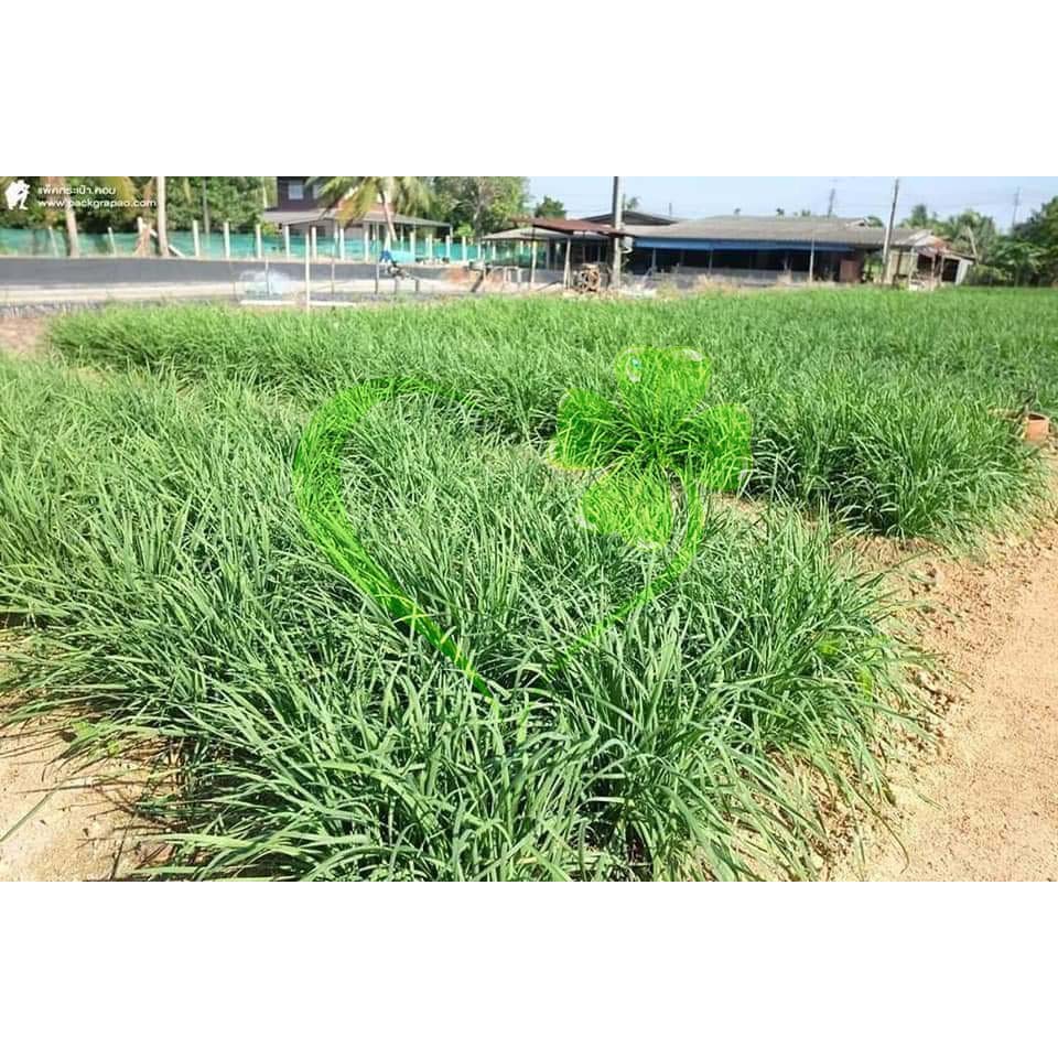 Hạt giống hẹ lá - gói 1 gram