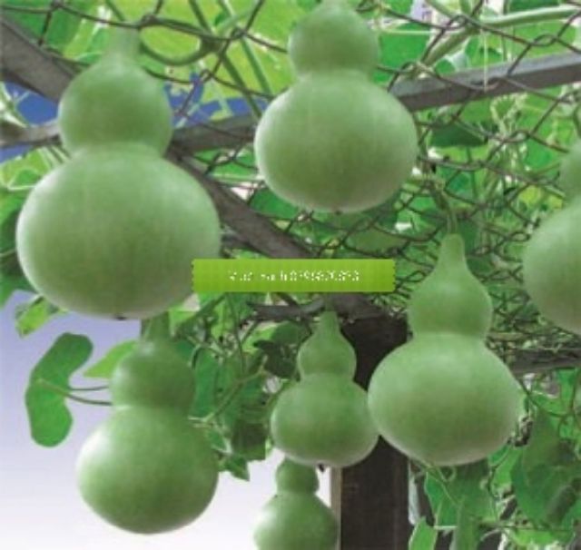 Hạt giống bầu hồ lô cao sản 10 Hạt