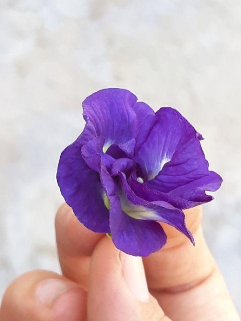 Gói 10 Hạt giống hoa đậu biếc kép- NanuSeeds