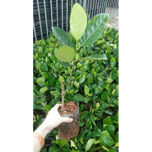CÂY GIỐNG MÍT TỐ NỮ