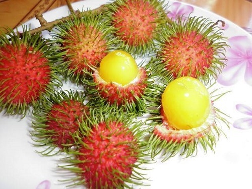 Cây giống Chôm Chôm ruột Vàng.[ Siêu Sớm ]