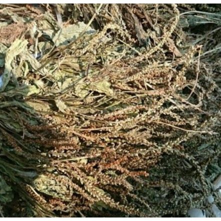 1kg Bông Mã đề khô( cây mã đề khô)