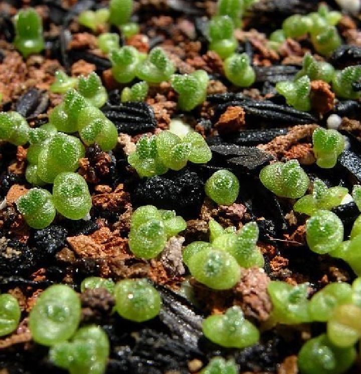 Hạt giống cây tai thỏ nhiều màu ( gói 50 hạt )