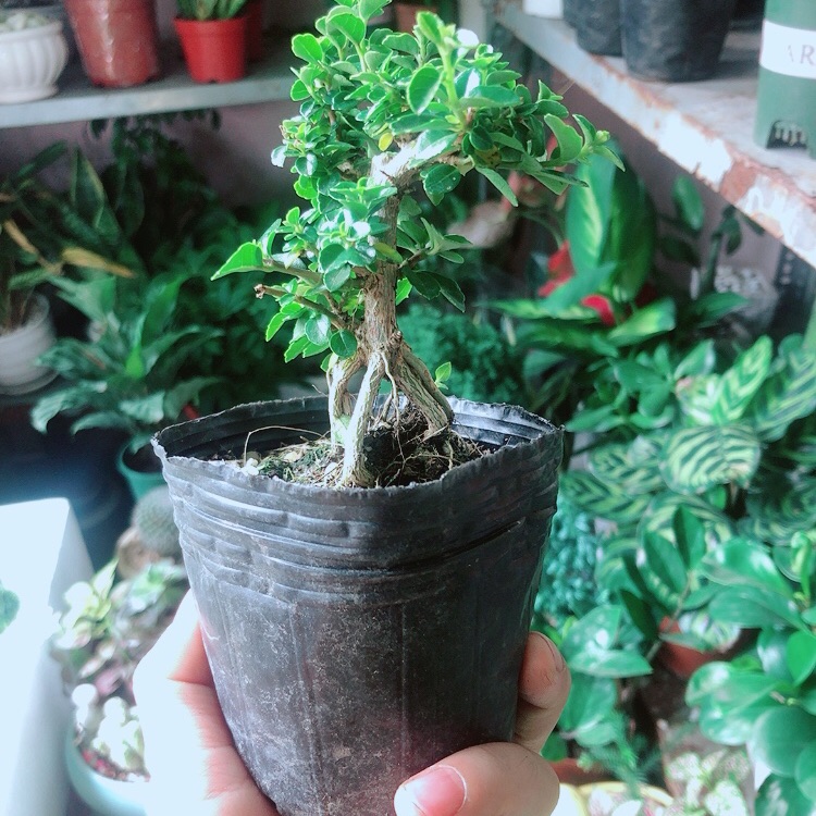 [HCM]Sam Hương Bonsai
