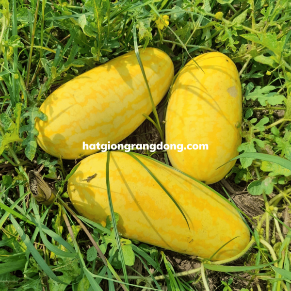 Hạt Giống Dưa Gang Rd 779 Rạng Đông Gói 1Gram