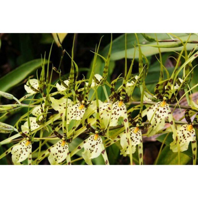 Vũ nữ nhện Xanh