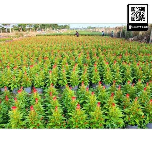 Hạt giống hoa mào gà búa mix màu - Shop hạt giống Tạ Gia Trang