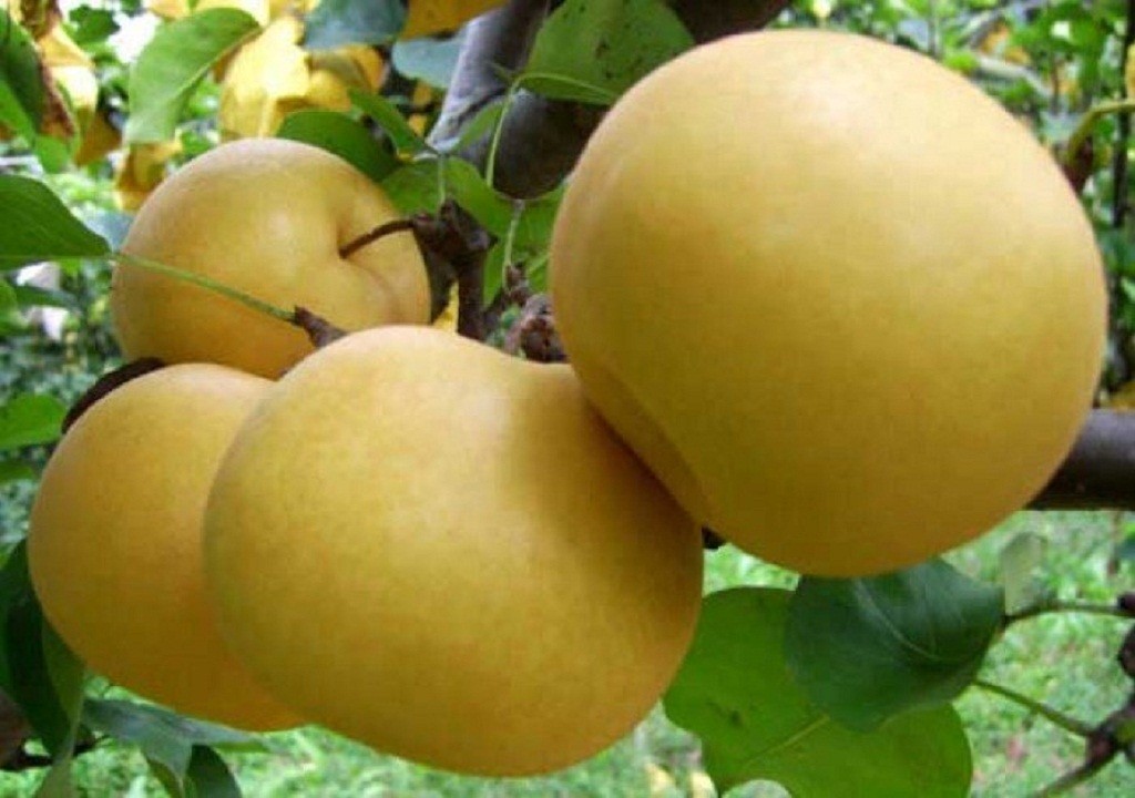 Cây giống lê vàng - C0022