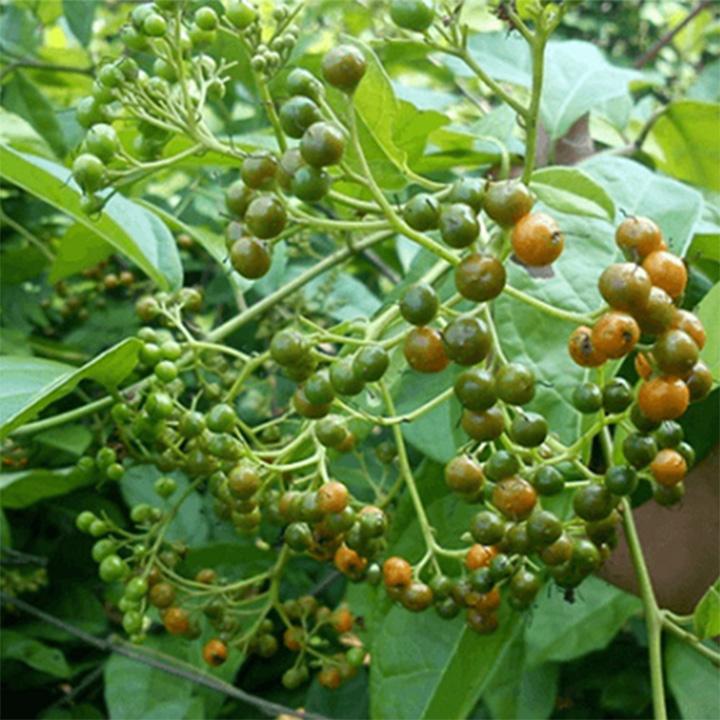 cây xạ đen khô 1 kg